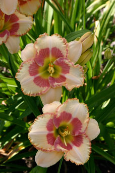 Photo of Karol Emmerich daylily, Light of the World.