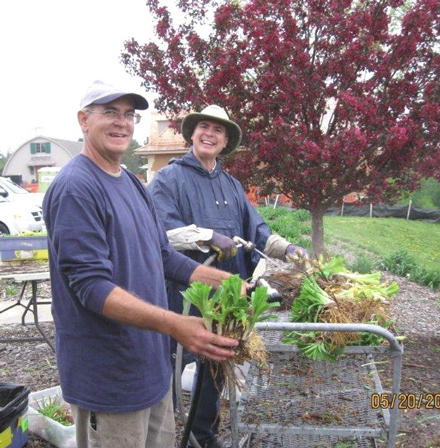 Photo of Tim Harding and Mike Grossmann cleaning daylilies for the Dig and Sale.