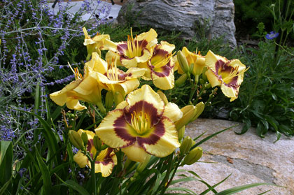Photo of the daylily, Kisses Like Wine.